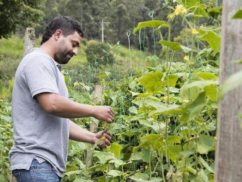 220 huertas contribuirán con la seguridad alimentaria de Medellín