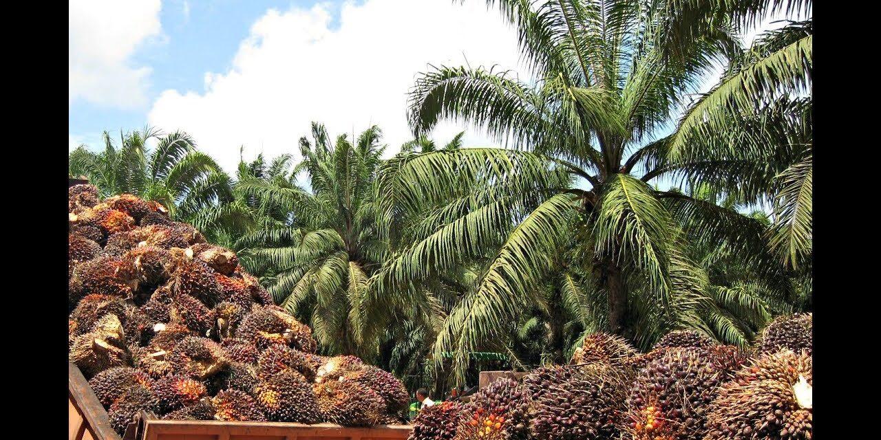 Productores de palma en Colombia esperan generar 1,8 toneladas