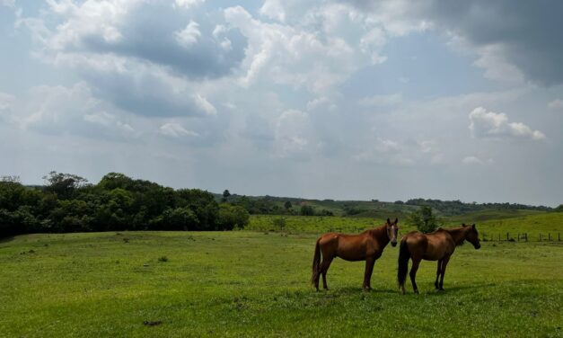 Nueva área protegida: Parque Nacional Natural Serranía de Manacacías