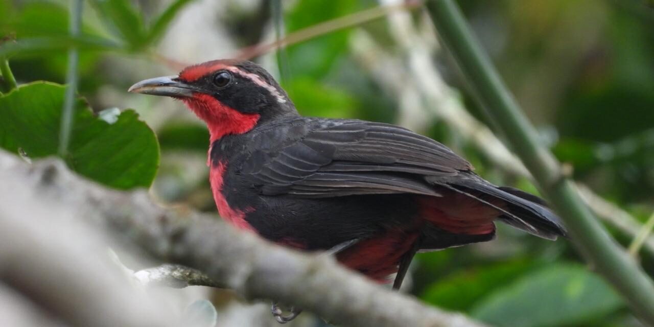 Con más de 800 especies Caldas esta listo para recibir a los turistas en Global Big Day