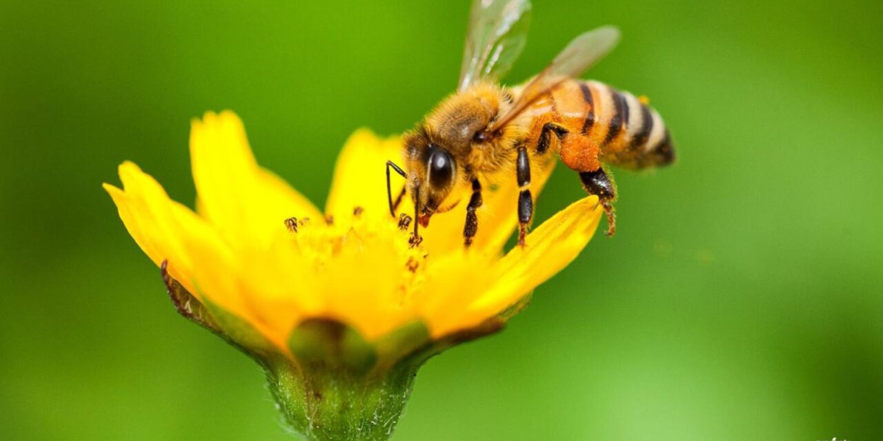 Día de las Abejas: así protegen a polinizadores en Latinoamérica