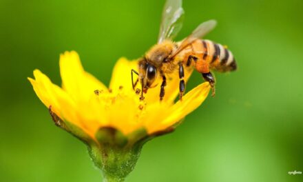 Día de las Abejas: así protegen a polinizadores en Latinoamérica