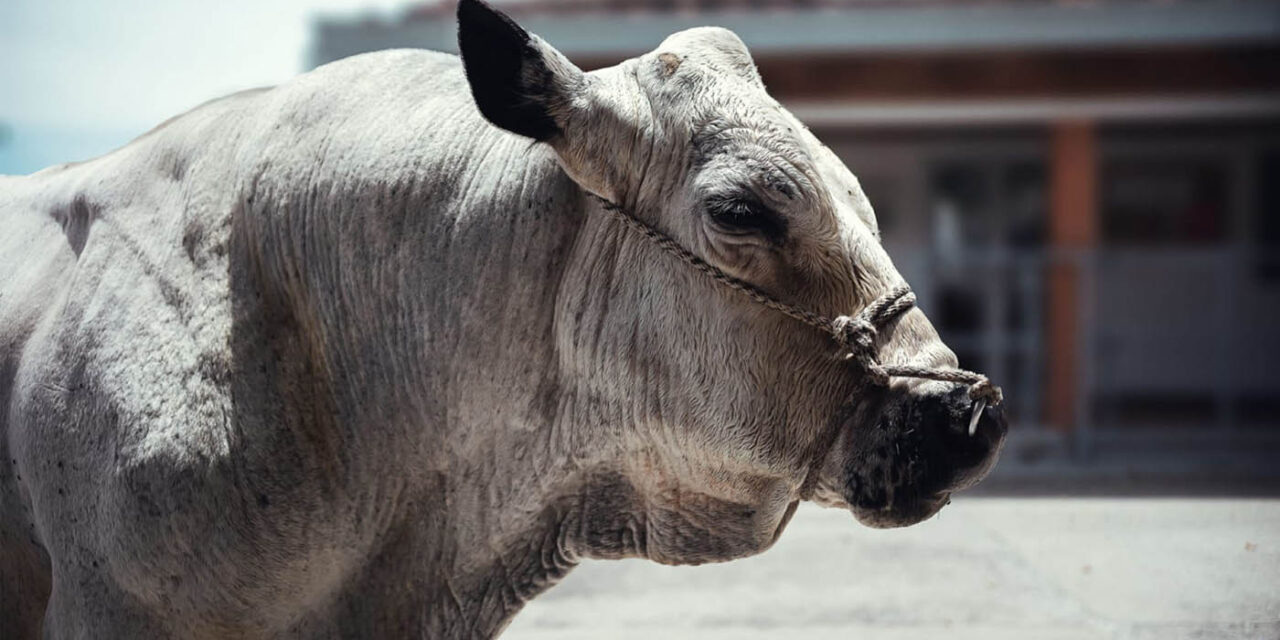 Campeón, el primer toro ‘jubilado’ vive en UNAL de Medellín