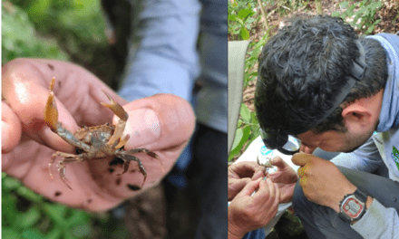 Descubren nueva especie de Cangrejo en Ituango, Antioquia