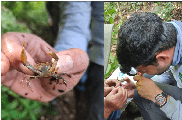 Descubren nueva especie de Cangrejo en Ituango, Antioquia