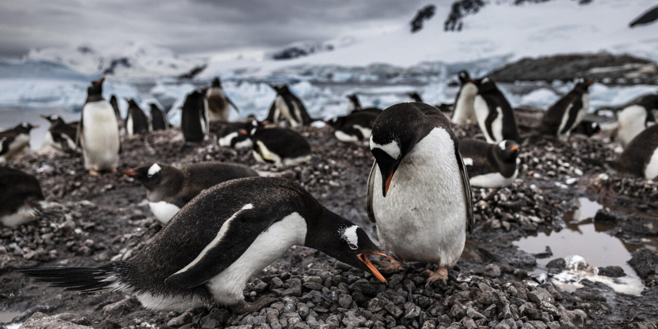 La Antártida en crisis climática: piden priorizar su protección