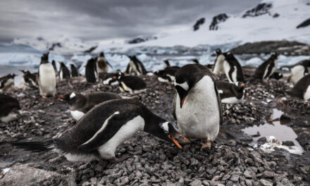 La Antártida en crisis climática: piden priorizar su protección