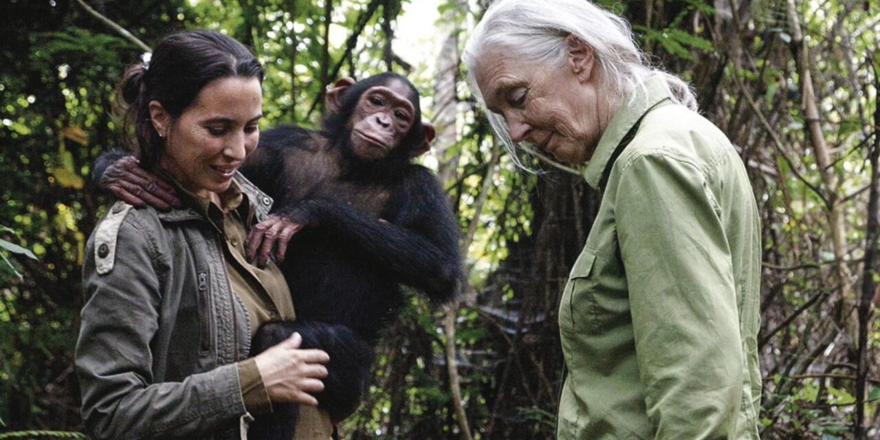 El mascotismo y la deforestación, principales amenazas para los chimpancés en Congo