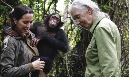 El mascotismo y la deforestación, principales amenazas para los chimpancés en Congo