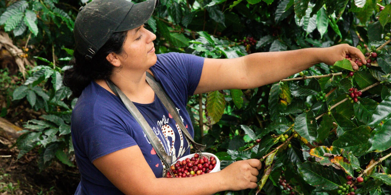 Ecuador, pionero en producir café y cacao libre de deforestación