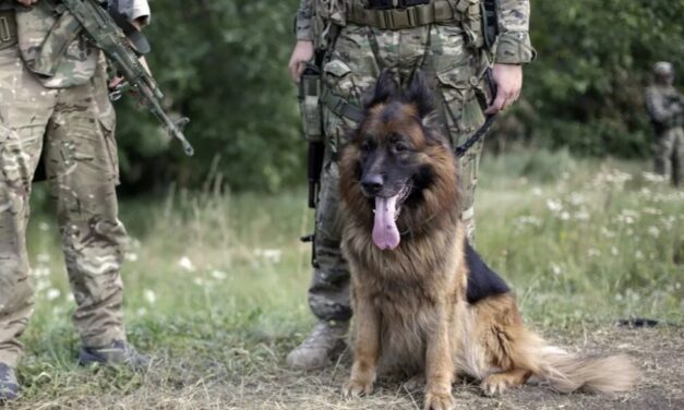 Dale un hogar a un perro militar retirado: adopta y cambia una vida