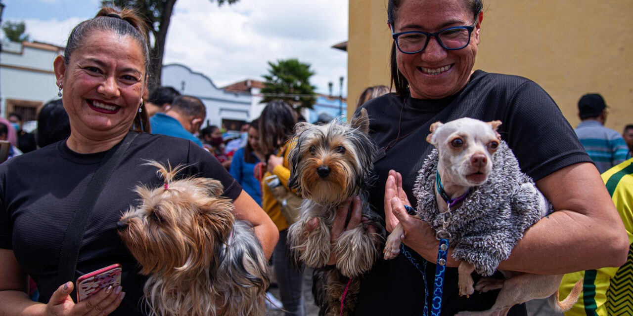 Crece la población de mascotas domésticas en Latinoamérica