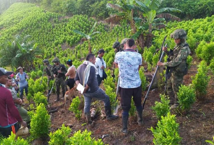 La coca en Colombia: Entre el narcotráfico y la cultura ancestral