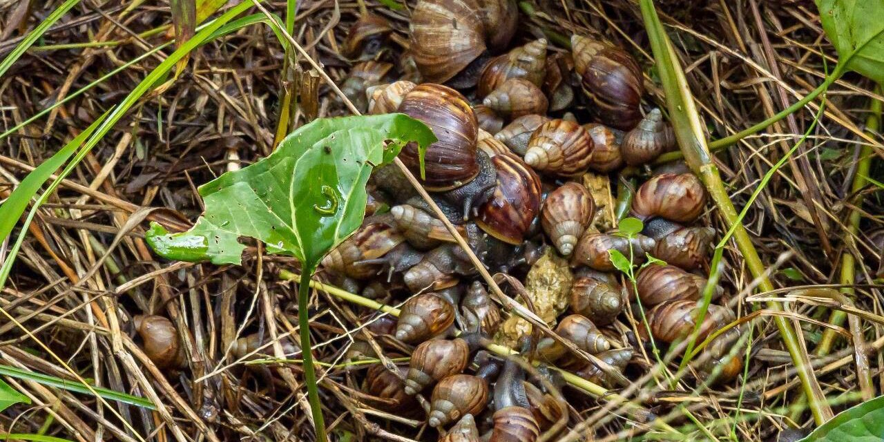 Alerta por  caracoles invasores en el Valle de Aburrá