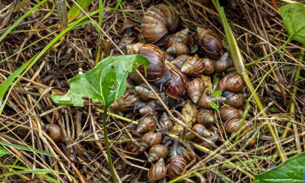 Alerta por  caracoles invasores en el Valle de Aburrá