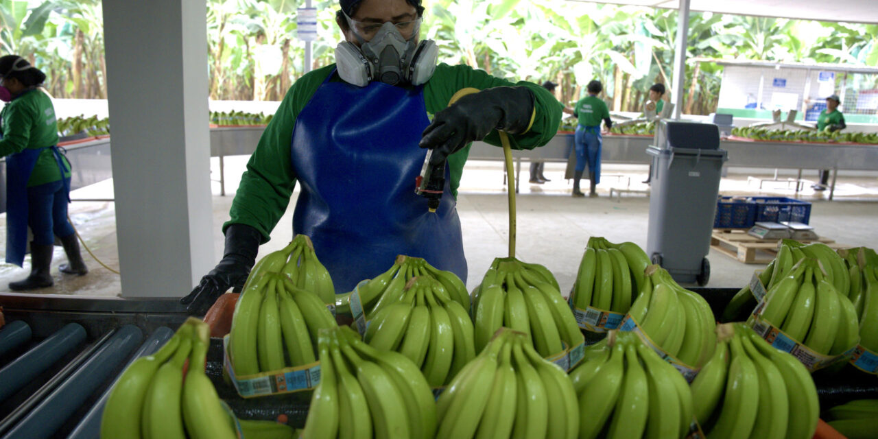 ¿Es justo el precio del banano en Europa? Productores latinoamericanos exigen valor real y sostenibilidad