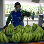 ¿Es justo el precio del banano en Europa? Productores latinoamericanos exigen valor real y sostenibilidad