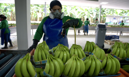 ¿Es justo el precio del banano en Europa? Productores latinoamericanos exigen valor real y sostenibilidad