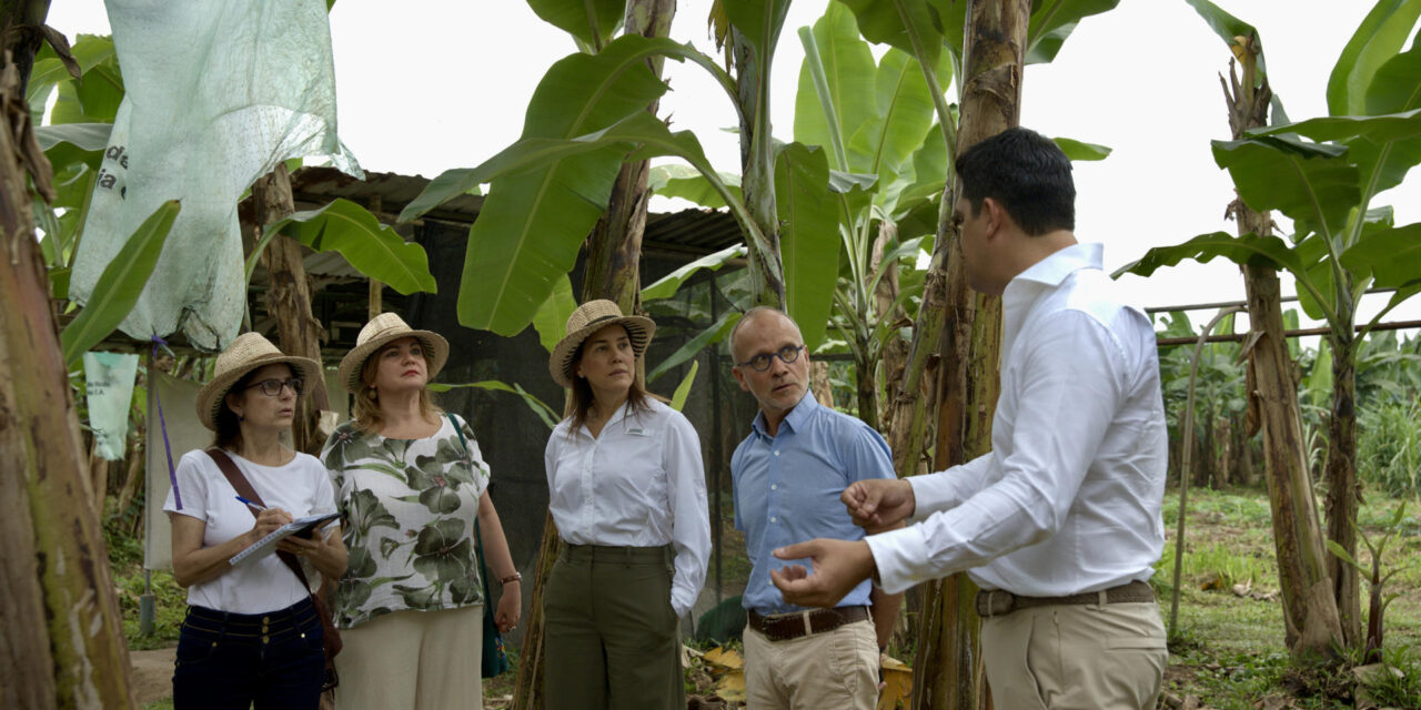 Sostenibilidad del banano, un reto que une a exportadores ecuatorianos y la UE