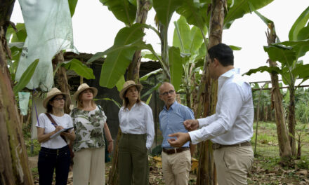 Sostenibilidad del banano, un reto que une a exportadores ecuatorianos y la UE