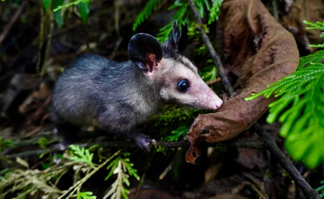 Corantioquia refuerza la protección de la flora y fauna silvestre