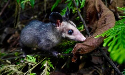 Corantioquia refuerza la protección de la flora y fauna silvestre