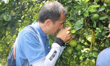 Antioquia refuerza medidas contra el HLB para proteger los cultivos de cítricos