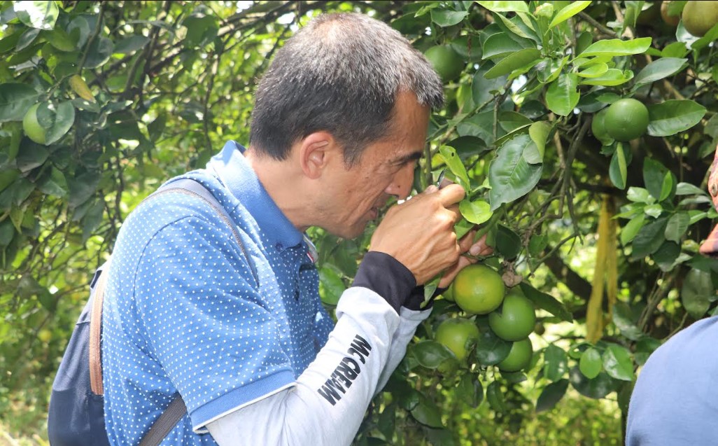 Antioquia refuerza medidas contra el HLB para proteger los cultivos de cítricos