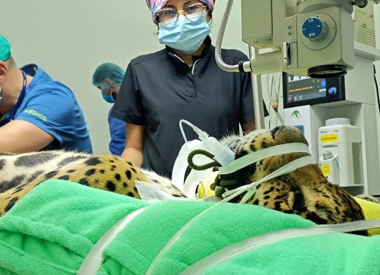 Primera cirugía ocular a un jaguar en Colombia marca un hito en la medicina veterinaria