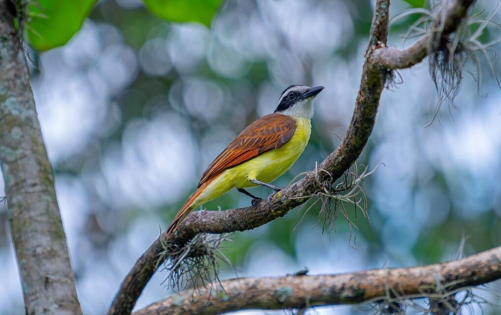 Más de 200 aves regresaron a su hábitat gracias a Corantioquia