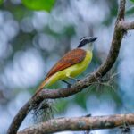 Más de 200 aves regresaron a su hábitat gracias a Corantioquia