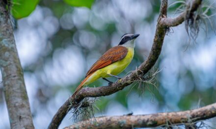 Más de 200 aves regresaron a su hábitat gracias a Corantioquia