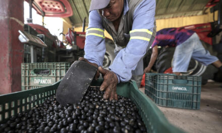 Brasil quiere ganar poder blando con la exportación de productos amazónicos