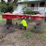 Gallos de pelea que pertenecían a cabecilla del Tren de Aragua