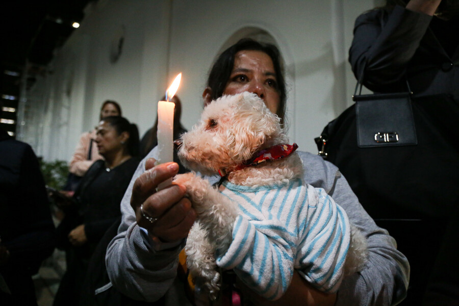 Imputan cargos a responsables de la muerte de perros en Medellín